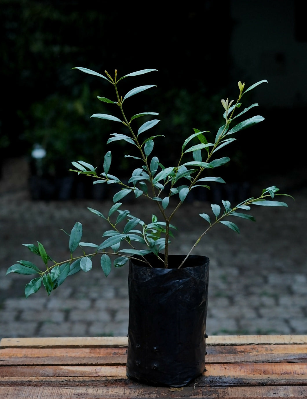 Lilly Pilly Fruit Plant (Syzygium Luehmannii)