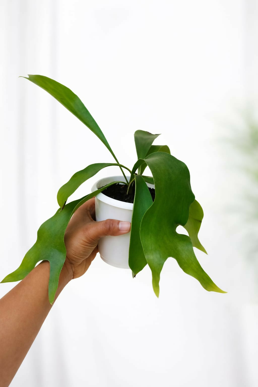 Staghorn Fern