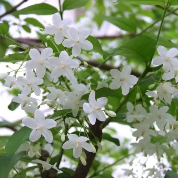 Wrightia tinctoria (Water Jasmine)