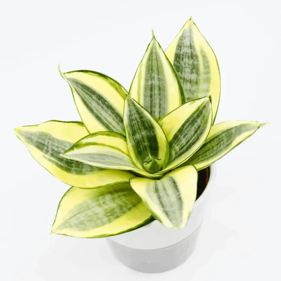 Sansevieria Trifasciata Hahnii