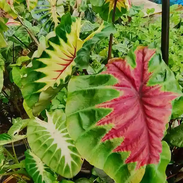Colocasia Light Pillar