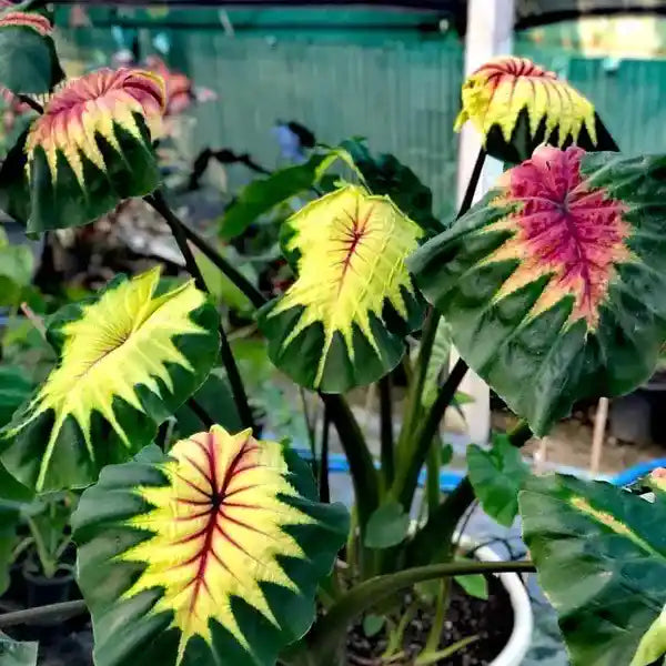 Colocasia Light Pillar