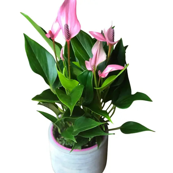 Anthurium Lilli Pink