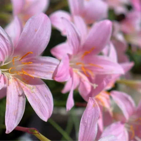 Zephyranthes Carinata , Rain Lily Big light Pink - Blub