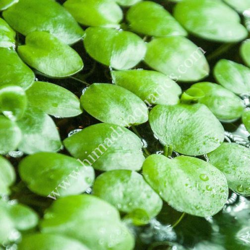Limnobium laevigatum/ frog bit (25 plant)