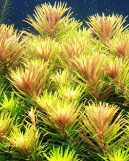 Limnophila Hippuridoides/ Limnophila aromatica (large pot)