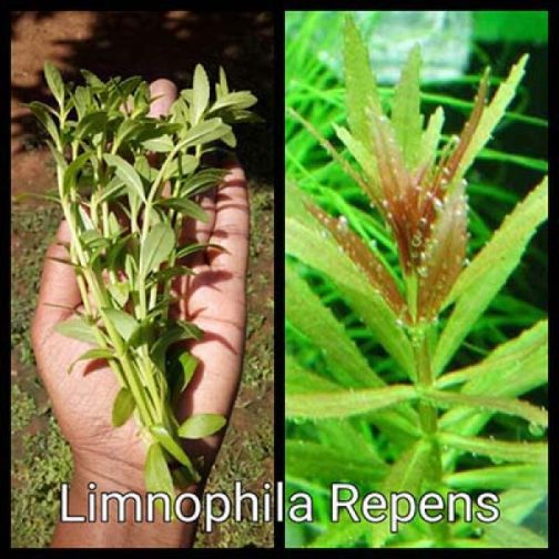 Limnophila Repens (3 Stems)