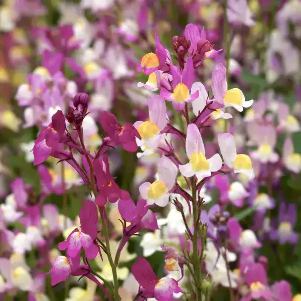 Linaria Maroccana (Cultivated)