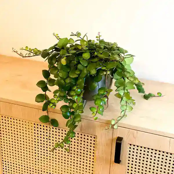 Pink Lipstick Plant (Aeschynanthus)