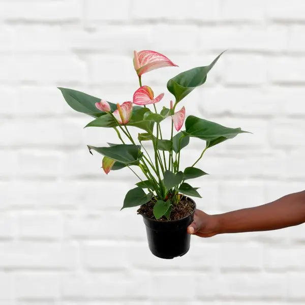 Anthurium Livium