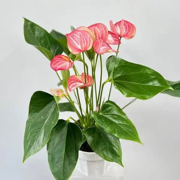Anthurium Livium - Double Shoot