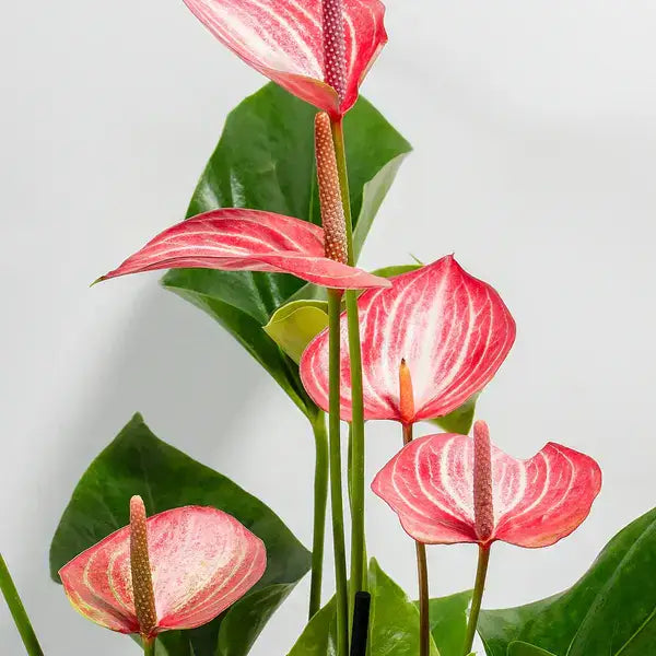 Anthurium Livium