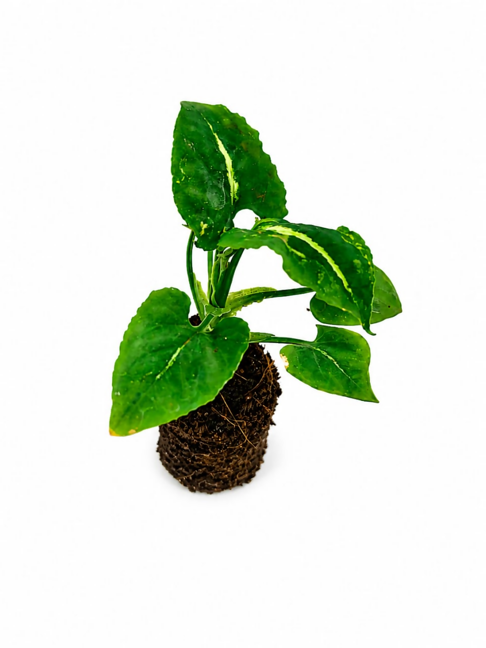 Syngonium wendlandii