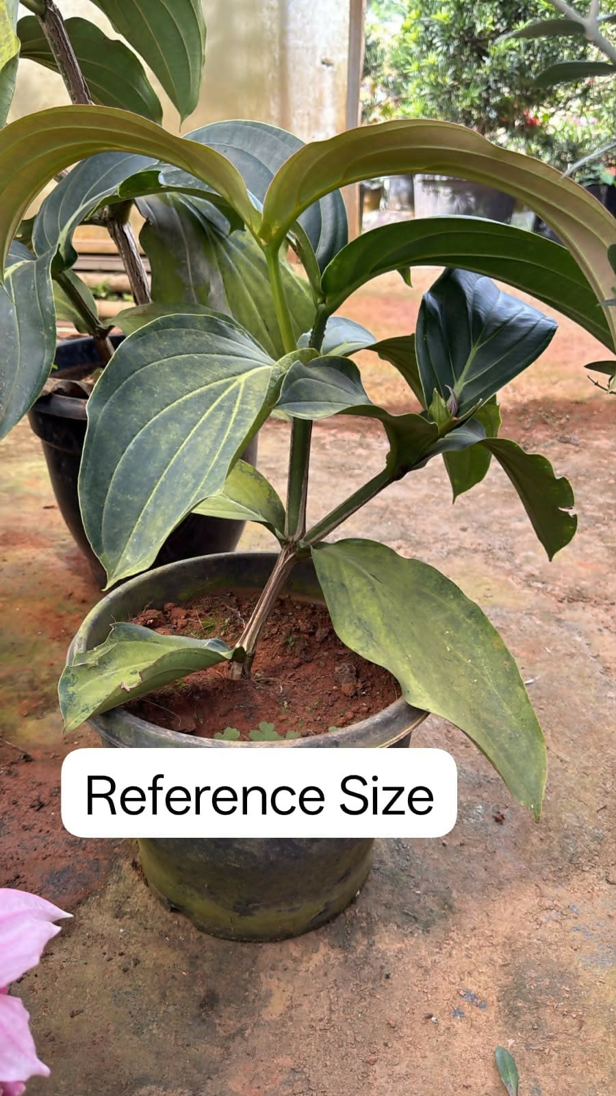 Medinilla Magnifica/ Showy Medinilla/ Rose Grape