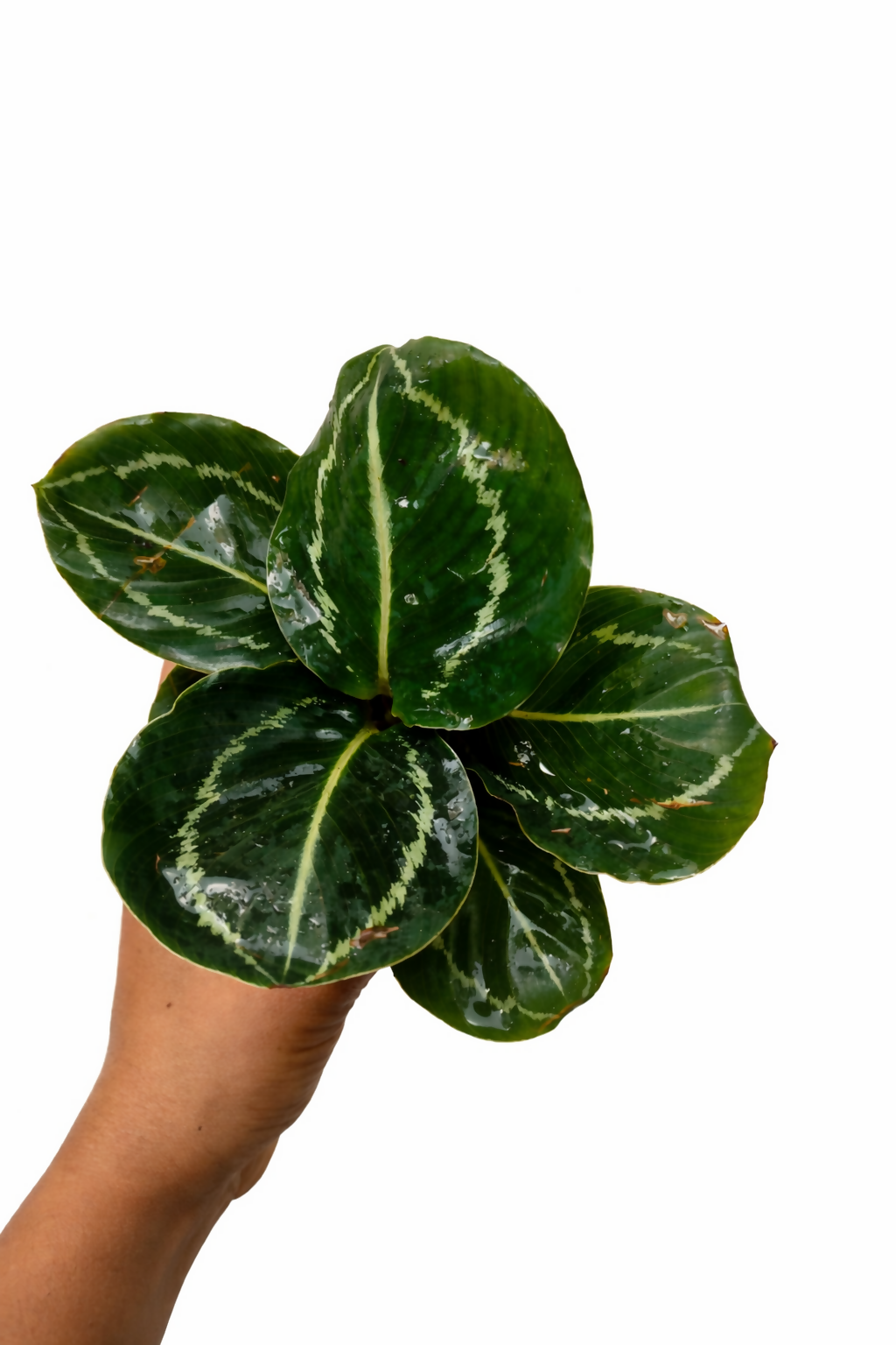Calathea 'Green Lipstick' Potted Houseplant