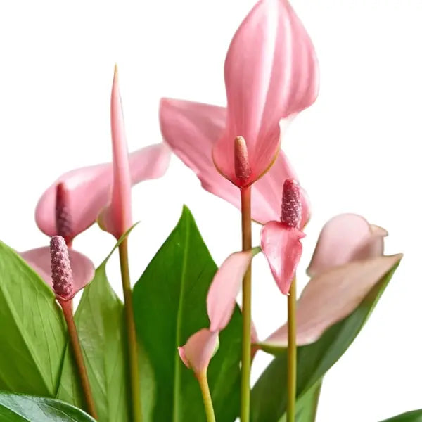 Anthurium Lilli Pink