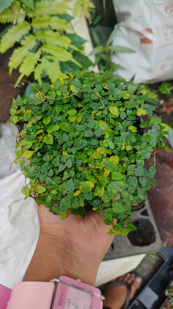 Ficus Pumila Minima - Rare Terrarium Plant