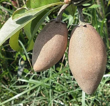 Banana Sapota Plant - Unique Elongated Fruit - Keyfarm Wayanad