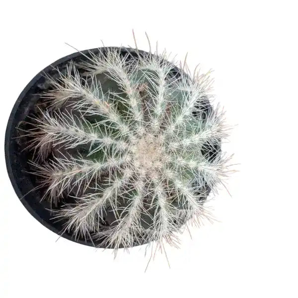 Parodia Magnifica - Cactus