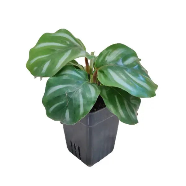 Calathea Rotundifolia Fasciata | White Apple