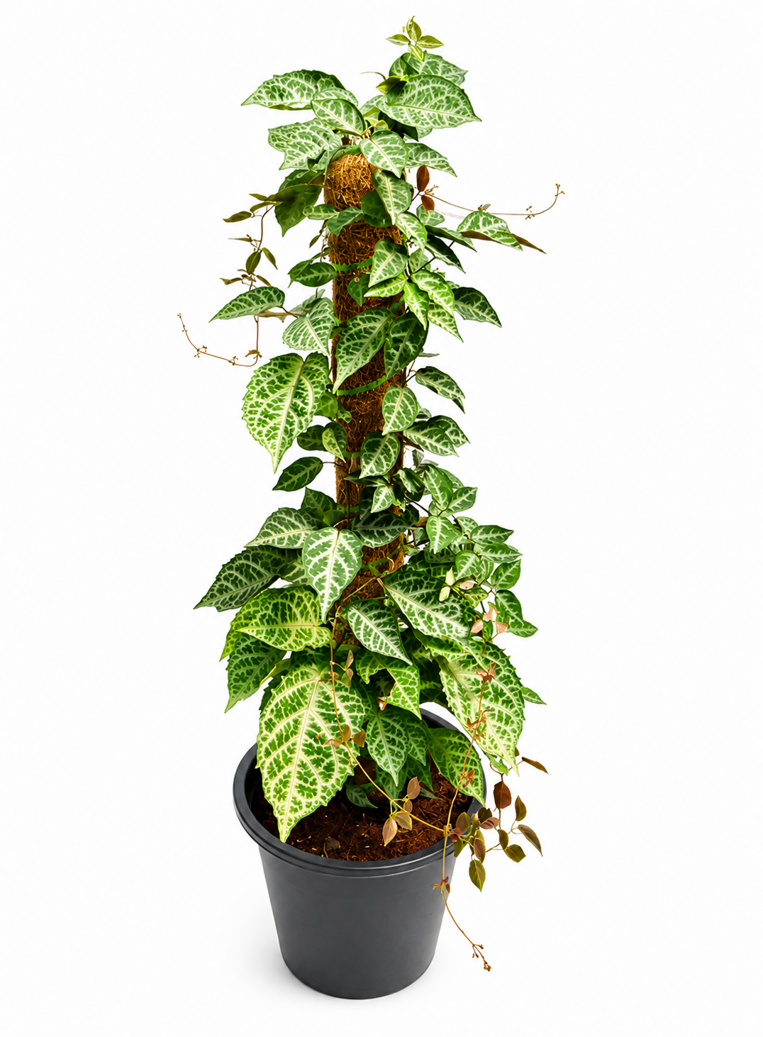 Bignonia Argyro Violacea Hort Ornamental Climber