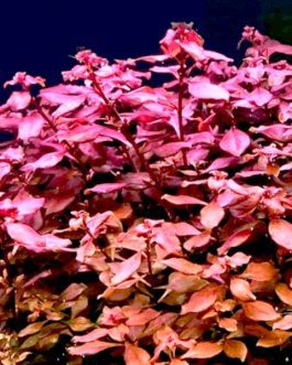 Ludwigia sp Mini Super Red (Large Pot)