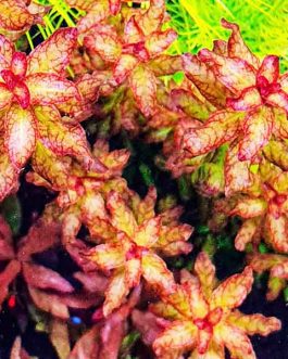 Ludwigia Senegalensis/Ludwigia Guinea (6 stems)