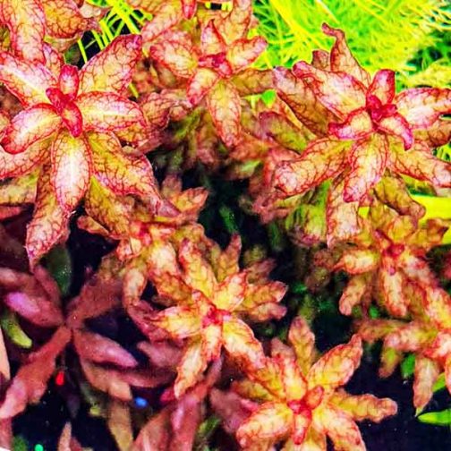 Ludwigia Senegalensis/Ludwigia Guinea (6 stems)
