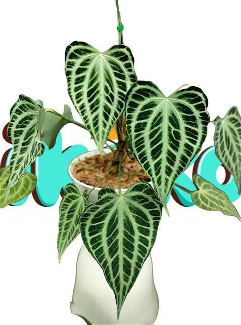 Anthurium 'King of Clarinervium' – Rare Velvet Foliage Plant - Aloevera Greens