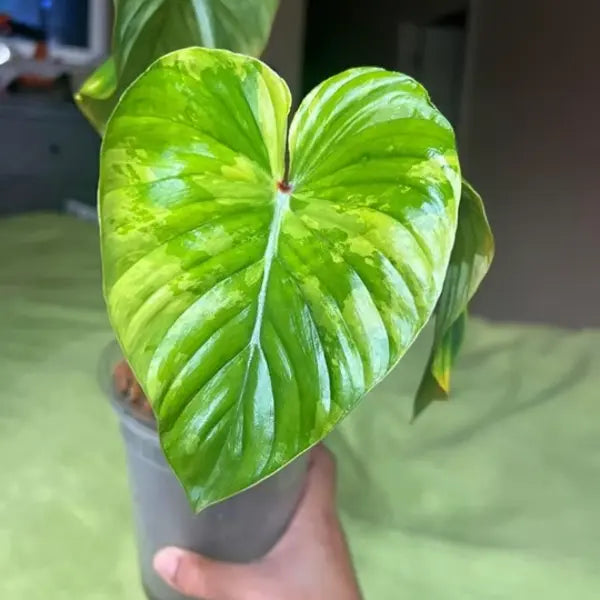 Philodendron Plowmanii Variegated