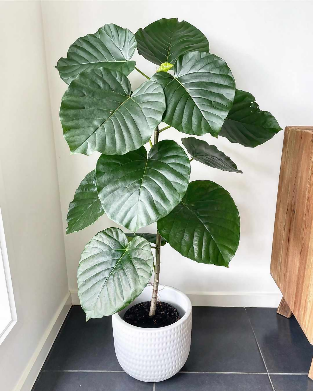 Ficus umbellata – Rare Jiffy TC Plant - Ethereal DNA