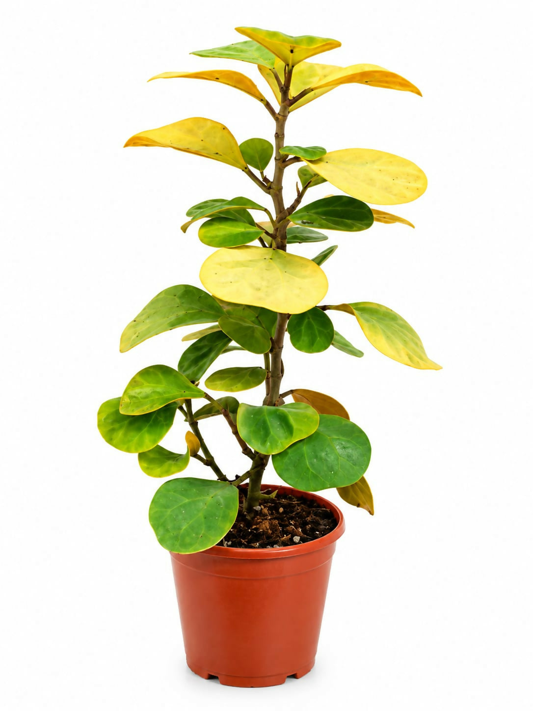 Ficus Deltoidea gold- Golden Ficus- The Lush Flora