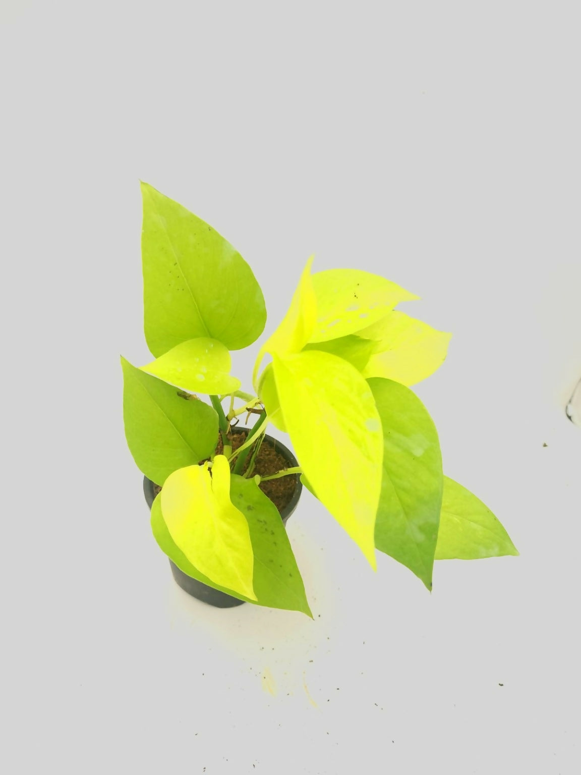 Golden Pothos Money – Rare TC Plant - Ethereal DNA