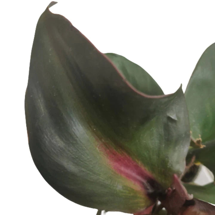 Philodendron Red Heart - Rare