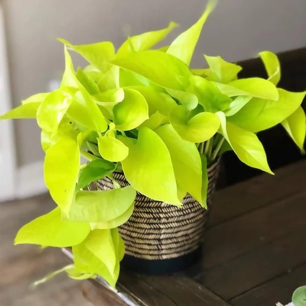 Neon pothos