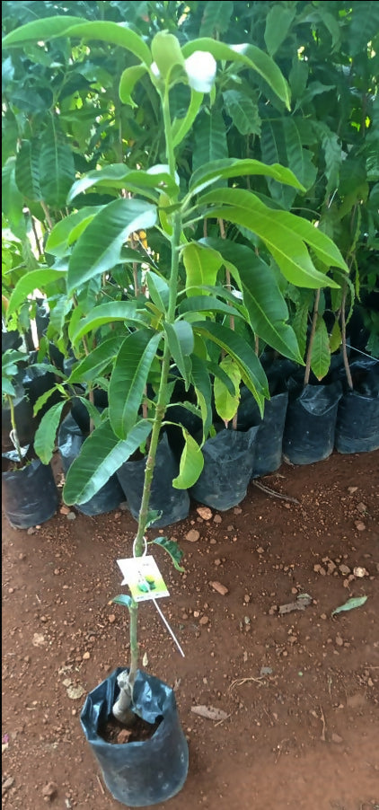 Kalluketti Mango Live Plant (Mangifera indica)