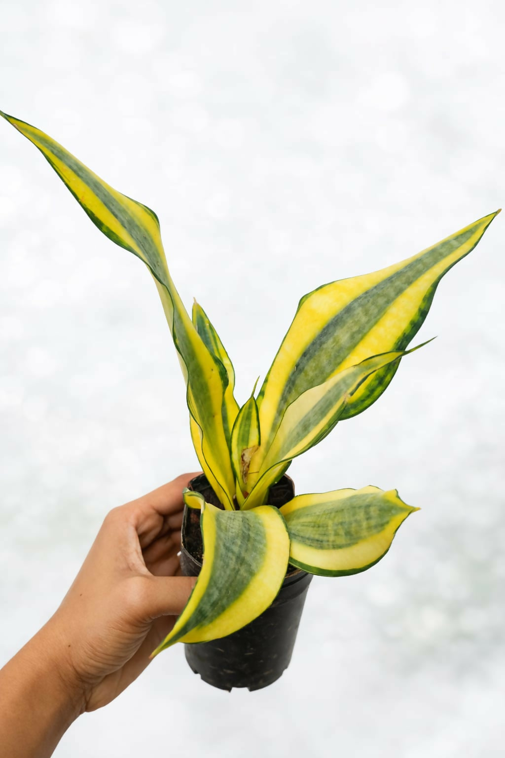 Sansevieria Gold Dust