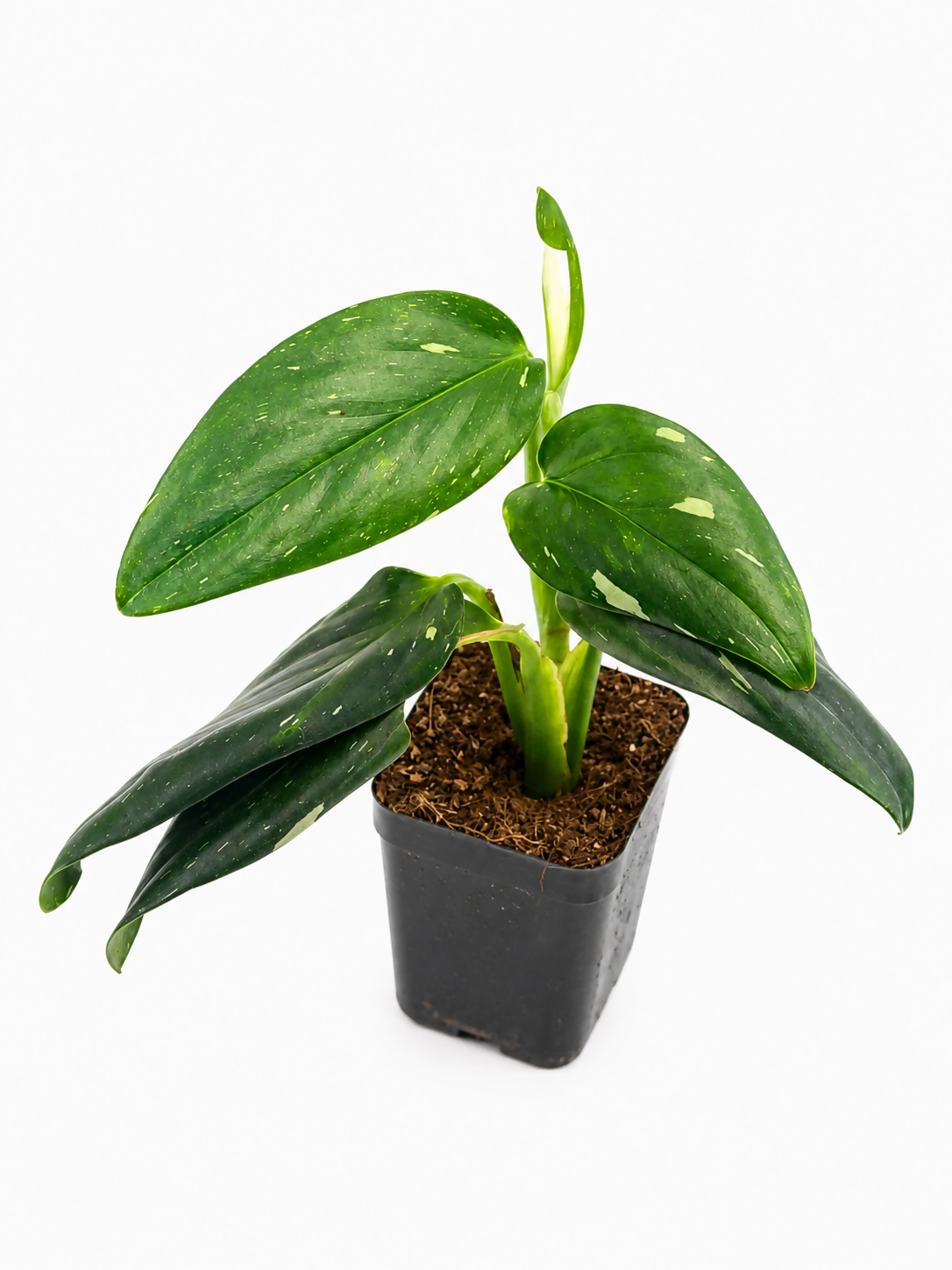 Monstera standleyana