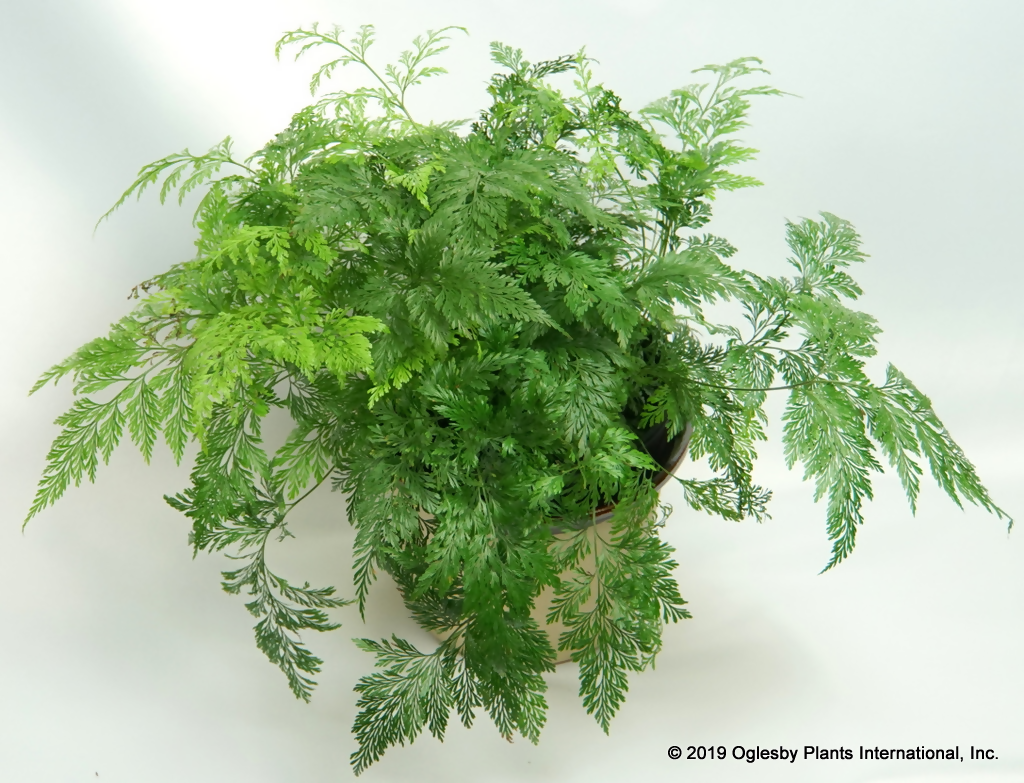 Davallia fejeensis (Davallia fern)