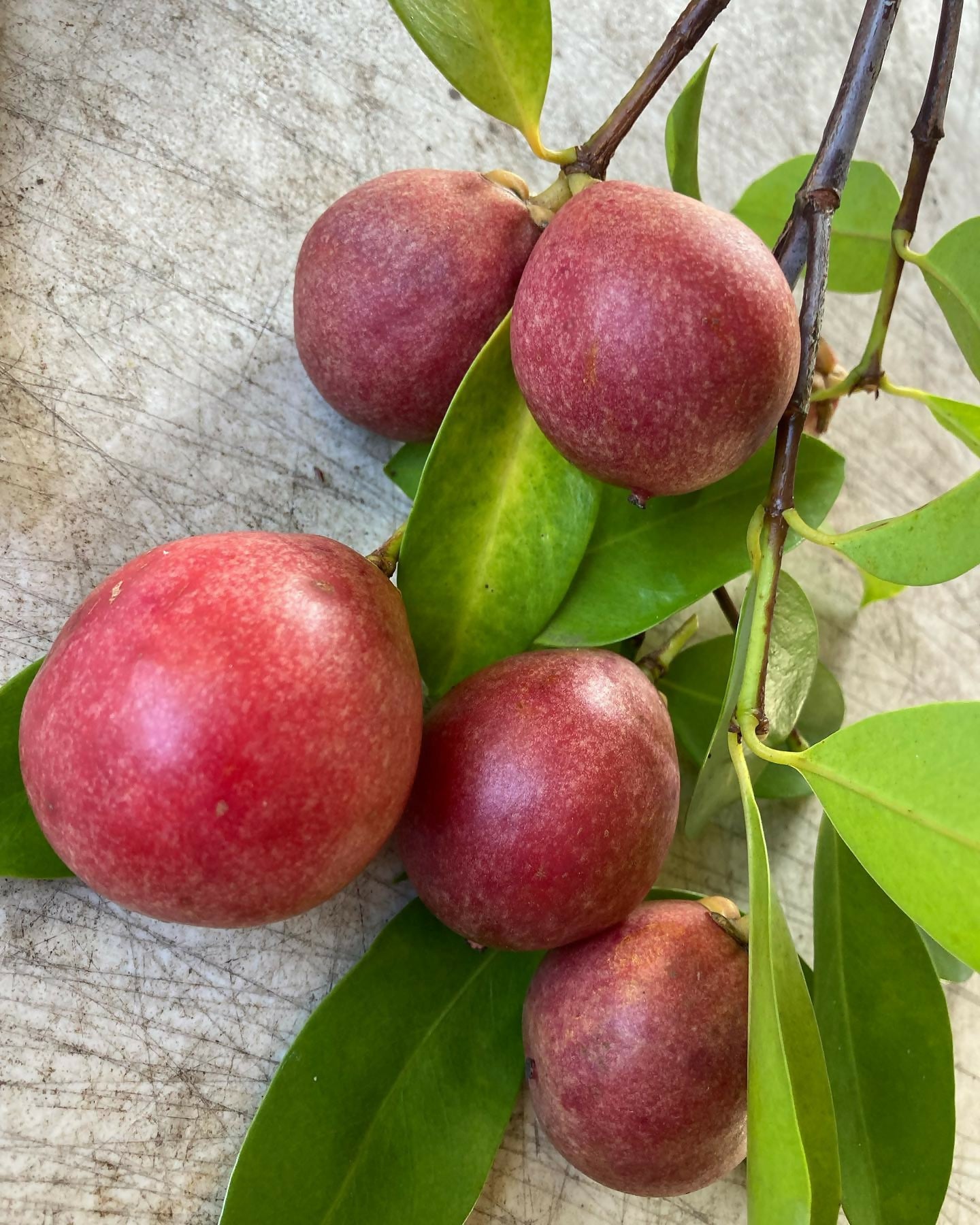 Kowa fruit Plants (Garcinia Kowa)