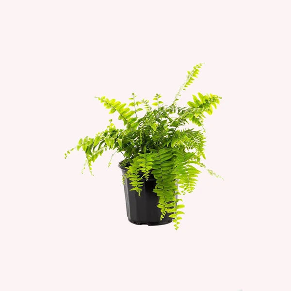 Boston fern, Nephrolepis Exaltata