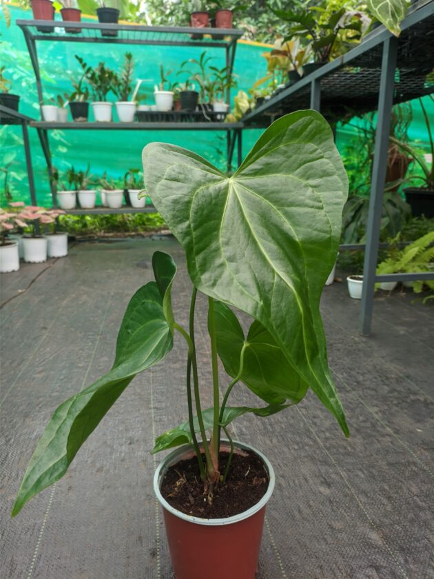 Macrolobium (above 1 ft height)