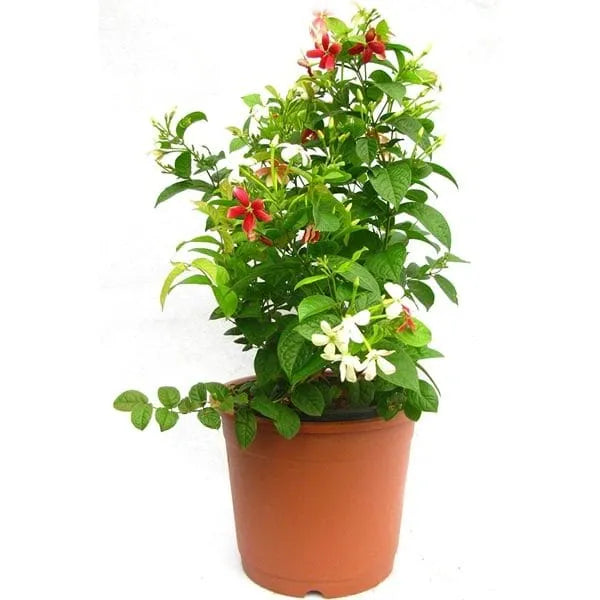 Madhumalati Rangoon Creeper Double Petal Plant - Shrub Type