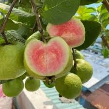 VNR Guava Plant - Grafted Variety - Fruit