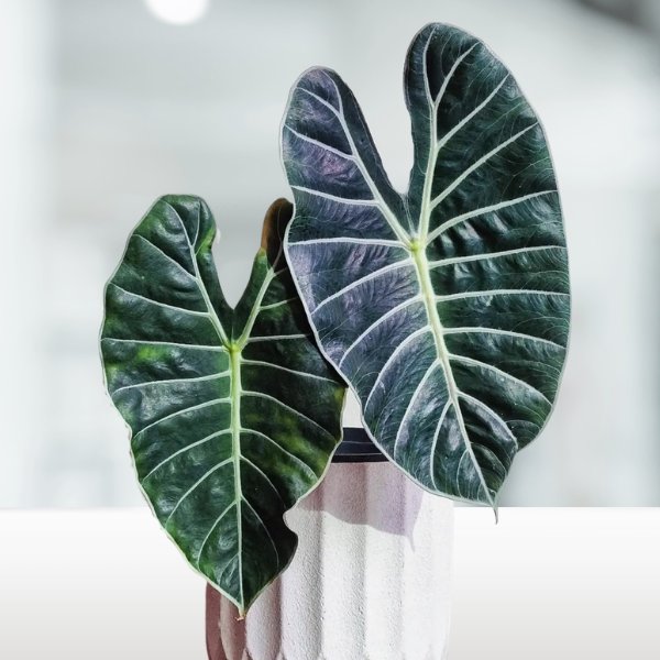 Alocasia Longiloba grandis