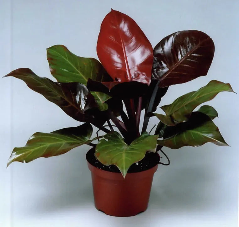 Philodendron Mccolley's finale