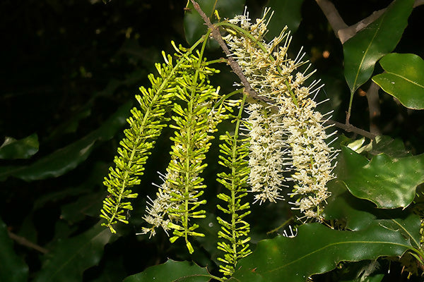 Macadamia Nut Fruit Plant (Macadamia integrifolia)