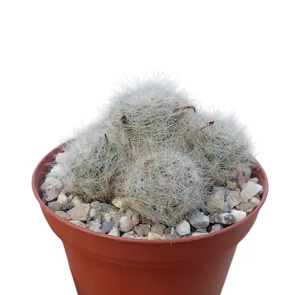 Mammilaria Prolifera