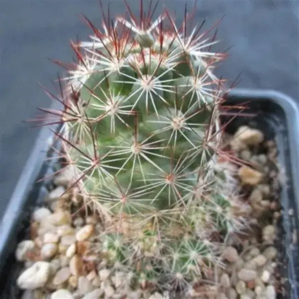 Mammillaria Occidentalis