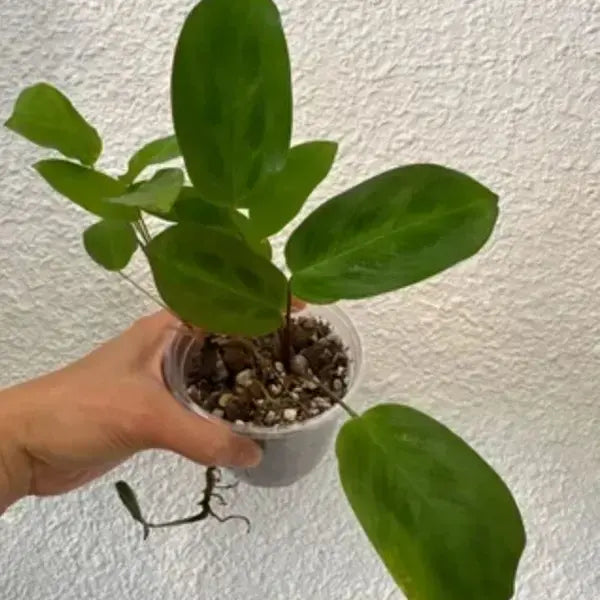Maranta Cristata